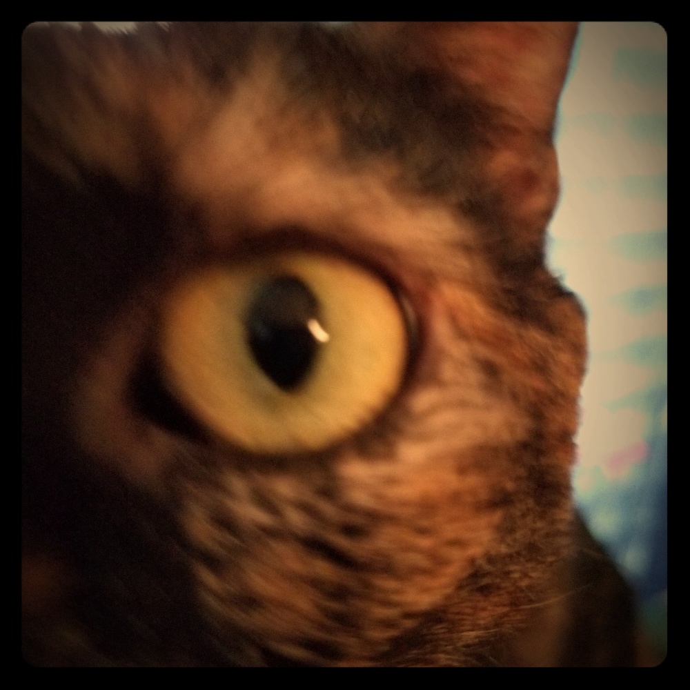 Top ☆Rated ☆Seller ☆Kadie